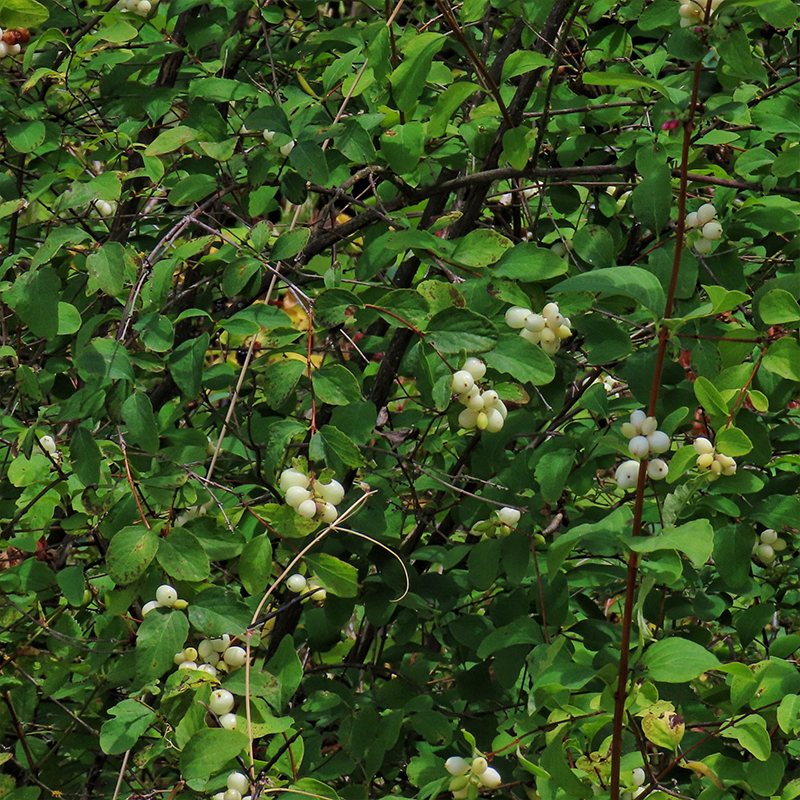 Symphoricarpos Albus Seeds