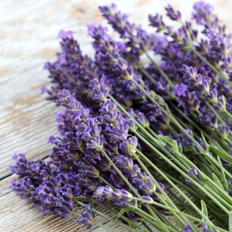 Lavender Herb Seeds - Perennial