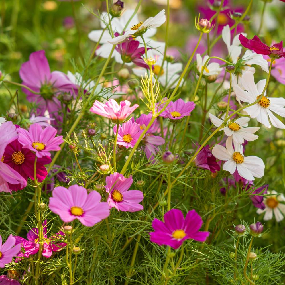 Mixed Cosmos Flower Seed