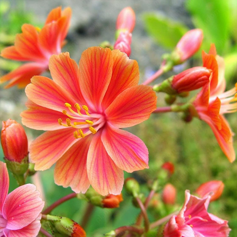 🤩Hot Products💥Lewisia Mix Seeds🌱Easy to Grow