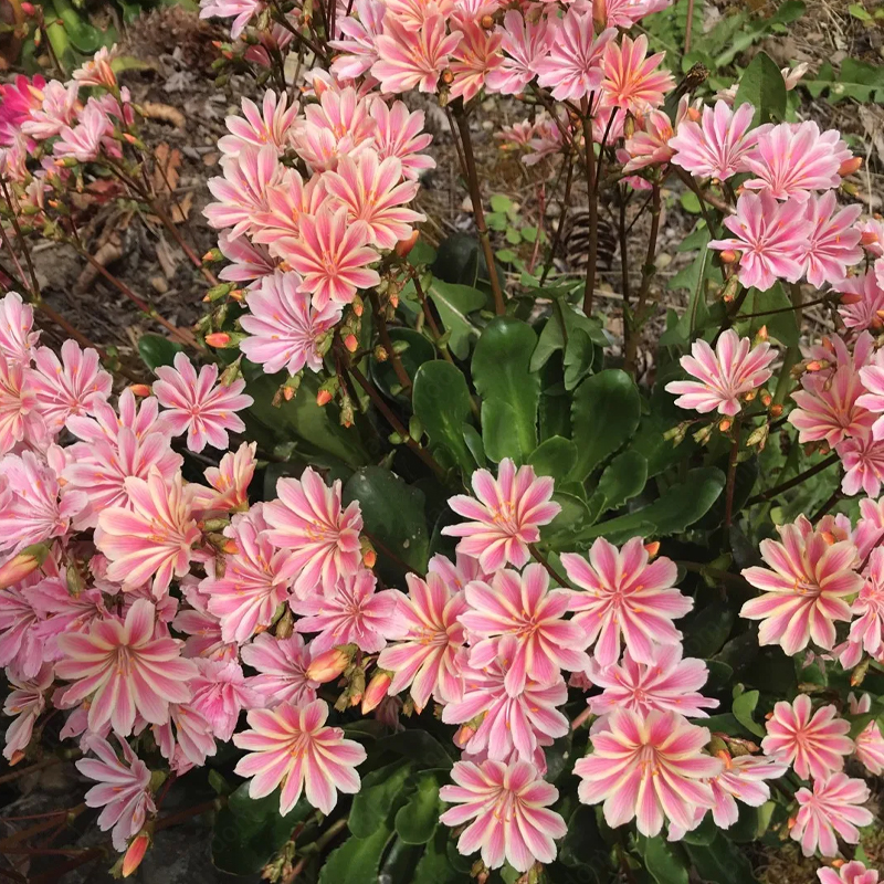 🤩Hot Products💥Lewisia Mix Seeds🌱Easy to Grow