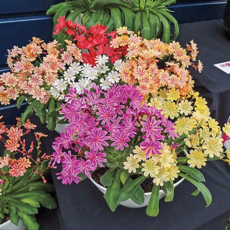 🤩Hot Products💥Lewisia Mix Seeds🌱Easy to Grow
