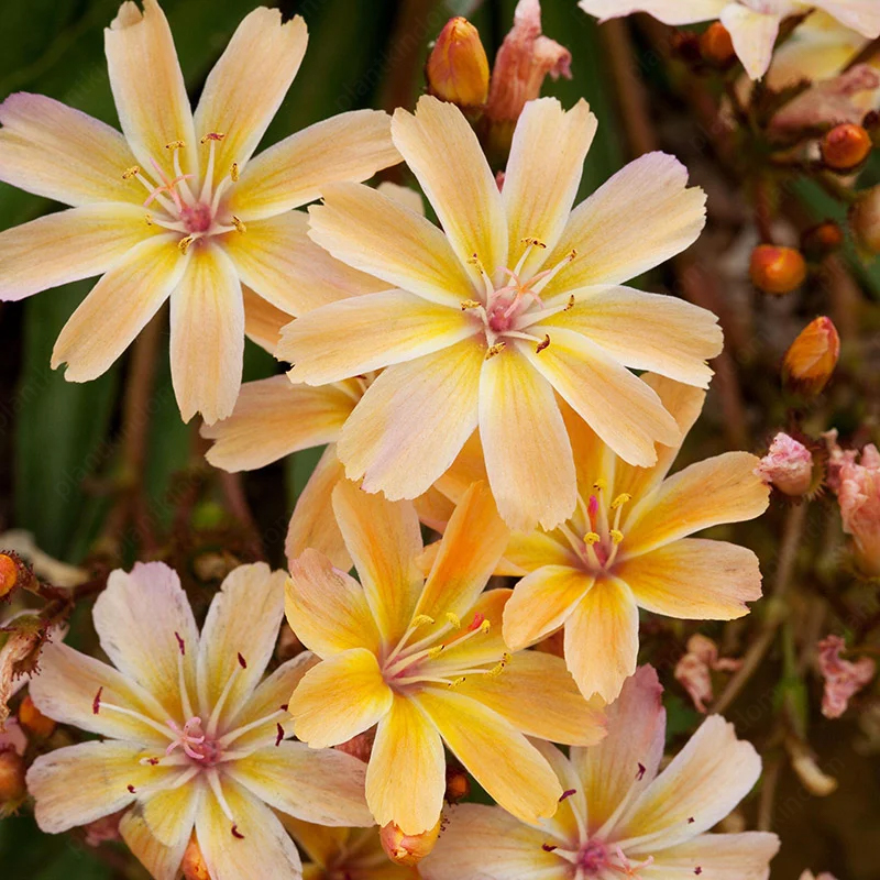 🤩Hot Products💥Lewisia Mix Seeds🌱Easy to Grow