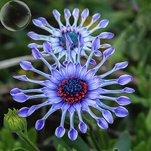 🌿 Rare Blue Daisy Plants – Stunning, Easy-to-Grow, and Long-Blooming! 💙🌼