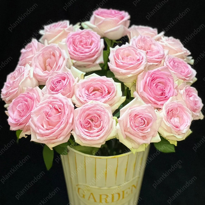 🌹 Limited-Time Great Deal on Rose Series Seeds🌸