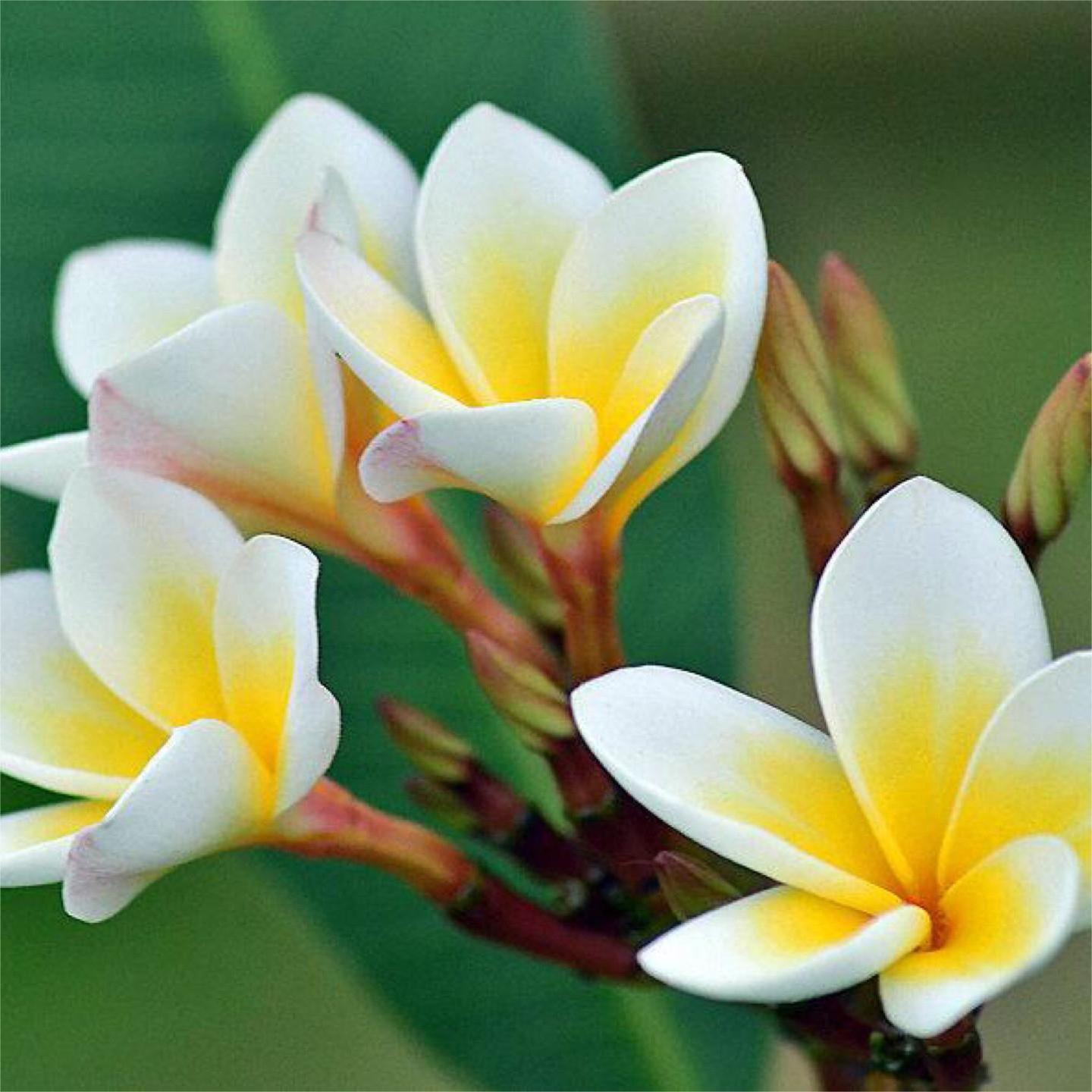 50% Off 💥Frangipani seeds ✨