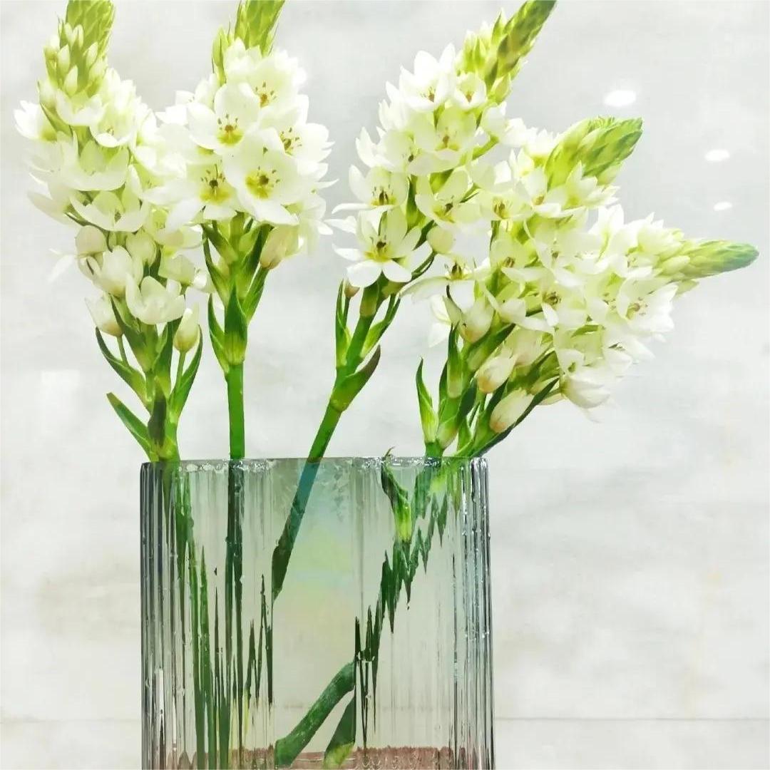 Hot Sale🔥 Sacred Heart Lily Seeds 🌸Selective🌷