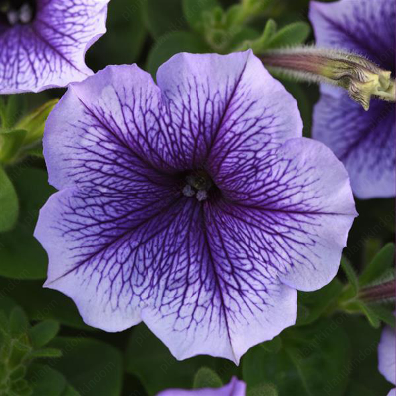 🌈Hot Sale🔥Petunia TriTunia Series Seeds🌼Multi-color