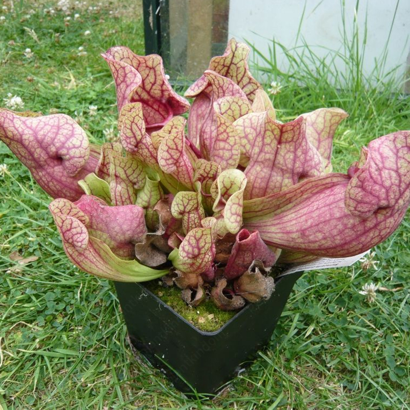 Trumpet Pitchers Seeds