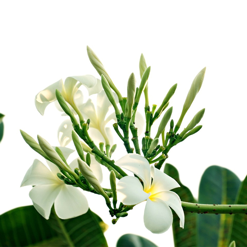 PLUMERIA RUBRA 'SAMOAN FLUFF’ 
