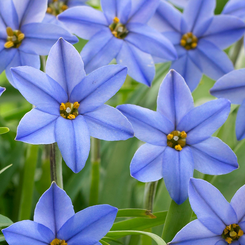 Ipheion Uniflorum Seeds