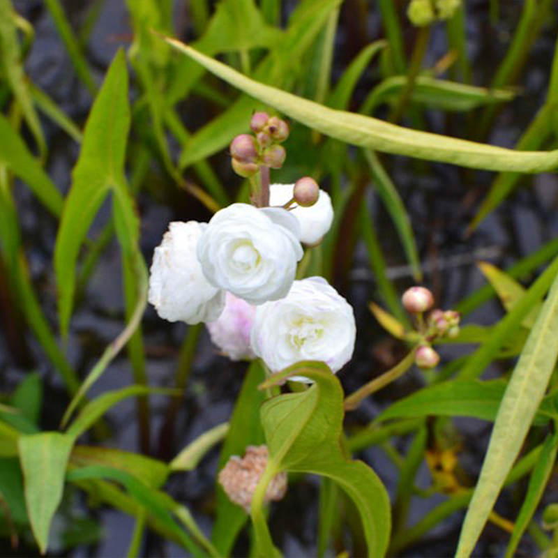 Sagittaria Trifolia 'Flore Pleno' Seeds