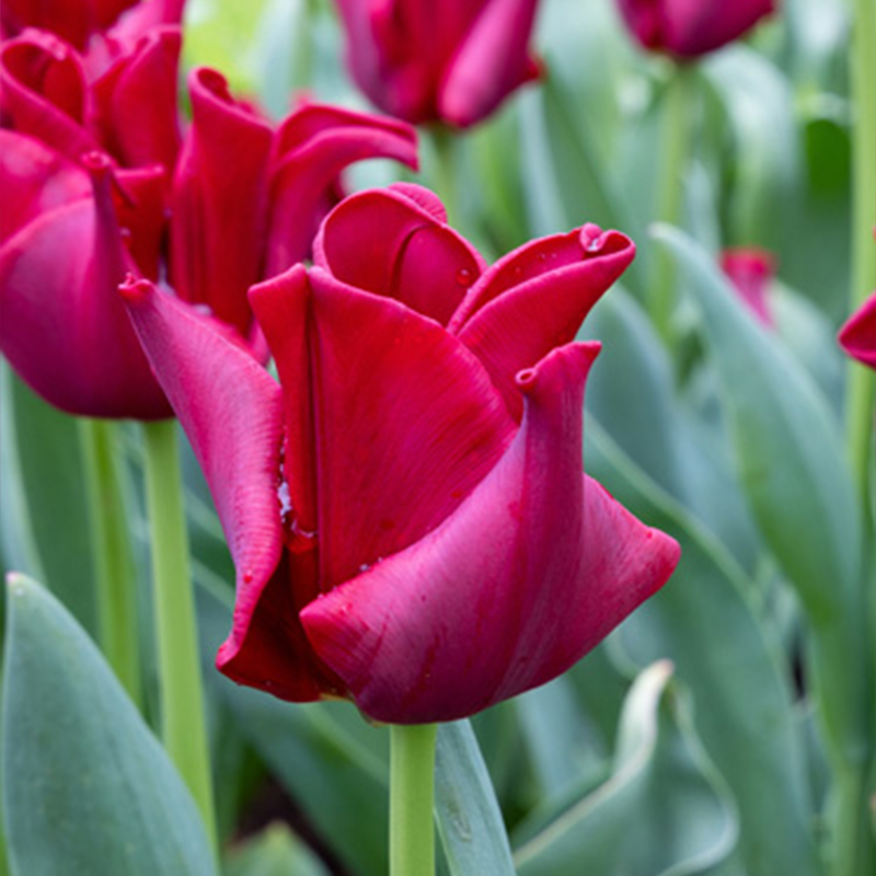 Tulipa – Red Dress Seeds