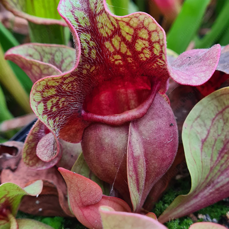 Trumpet Pitchers Seeds