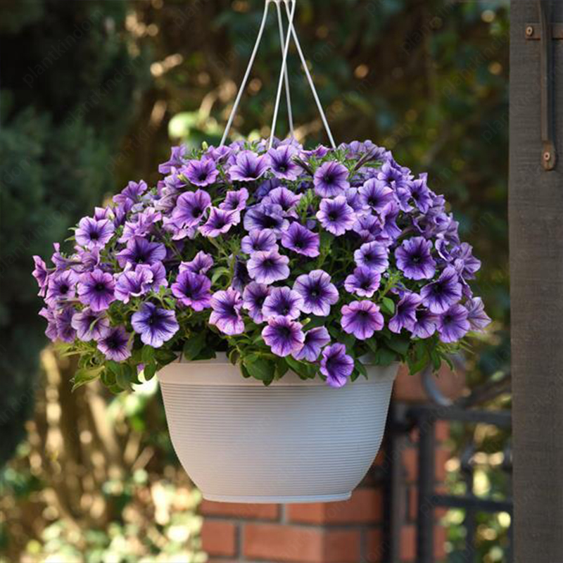 🌈Hot Sale🔥Petunia TriTunia Series Seeds🌼Multi-color
