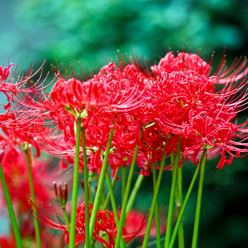 Spider Lily Seeds