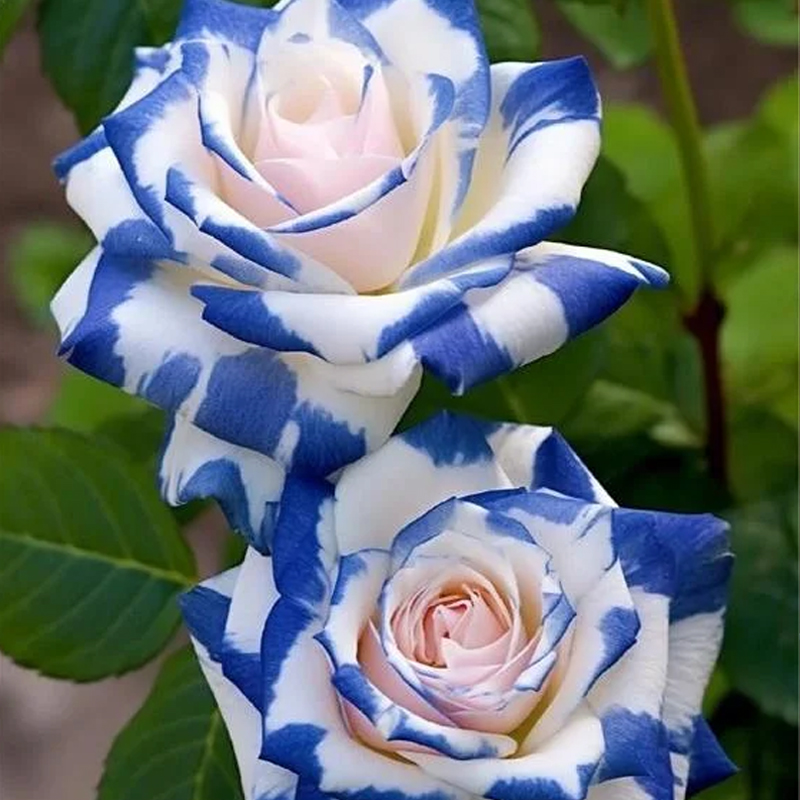 Rare Tricolor Rose 'Watercolor' Seeds