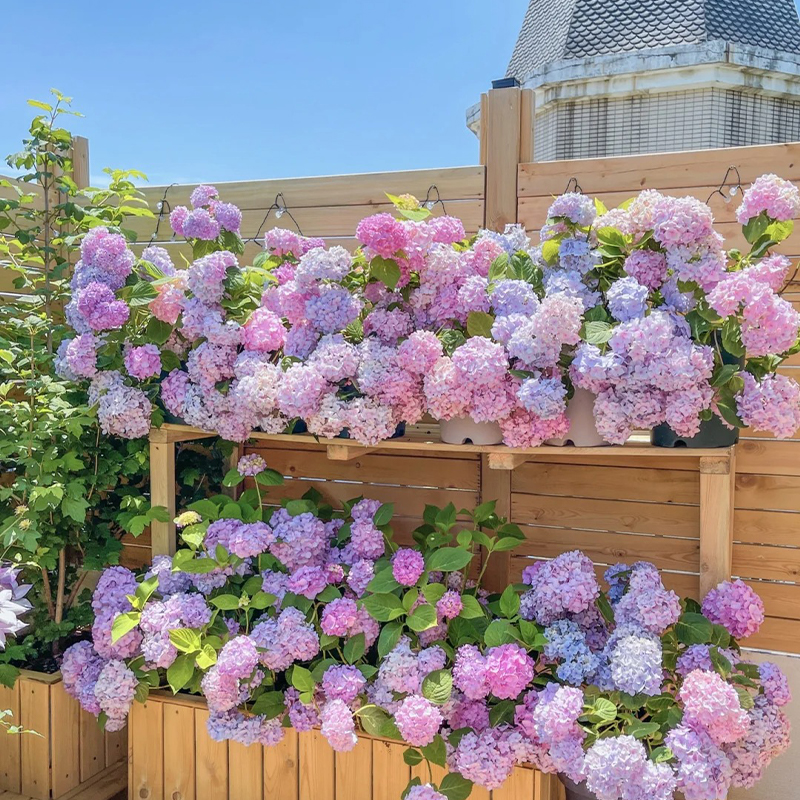 🔥Endless Summer Hydrangea Shrub