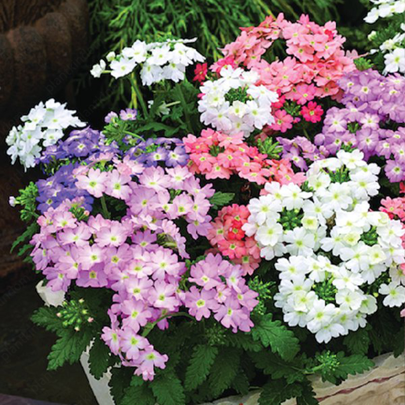 Verbena Tuscany Seeds