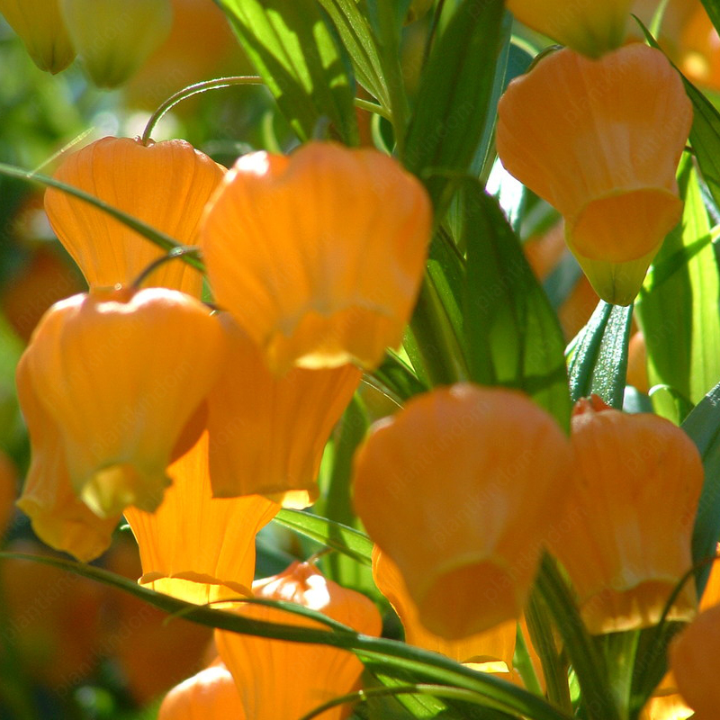 Sandersonia aurantiaca Hook