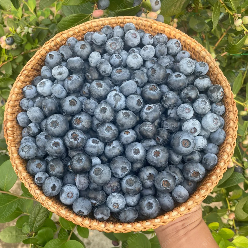 🌟 Limited Time Offer: Blueberry Seeds 