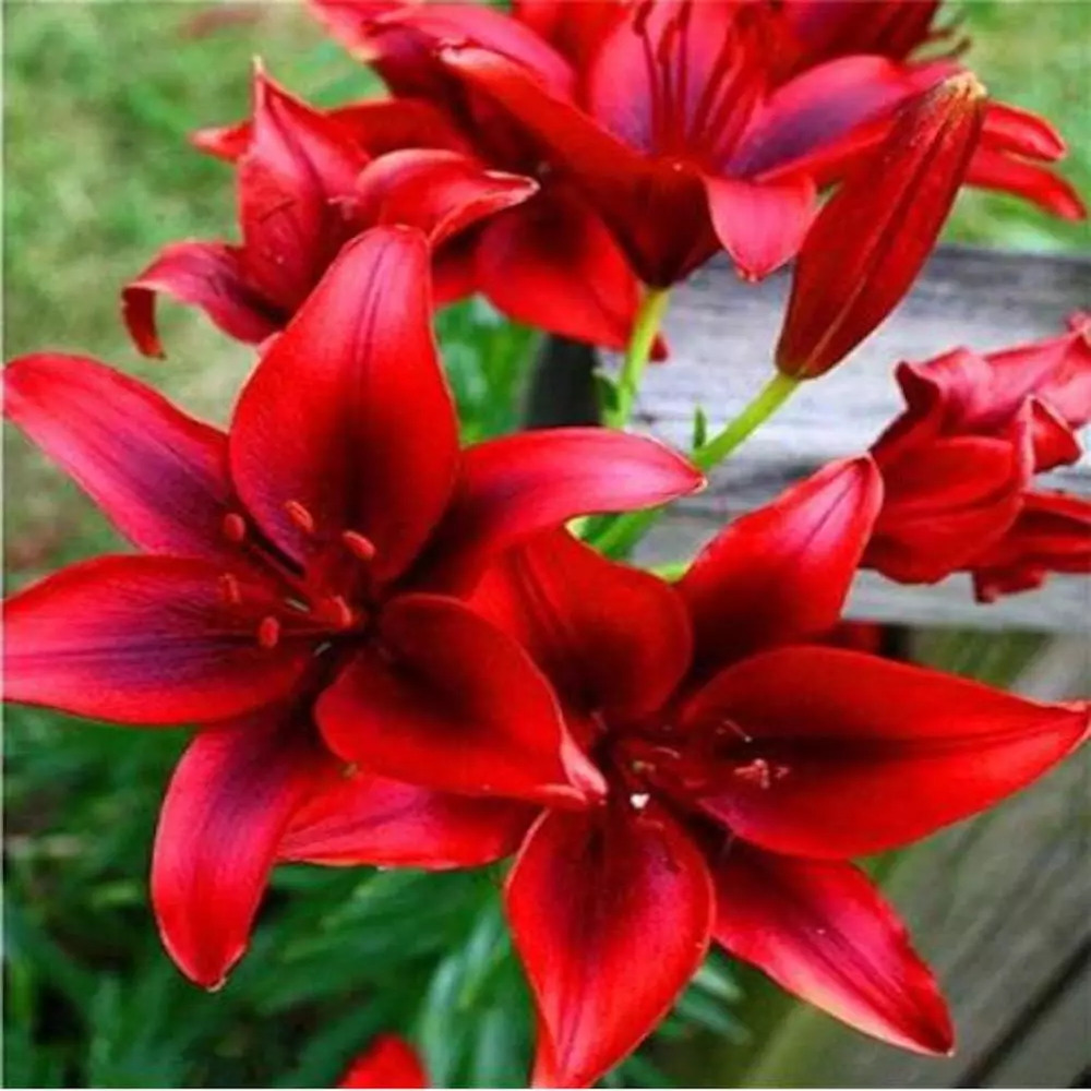 😍Various lily seeds🌱🌱Rare lilies, 100 pieces/pack