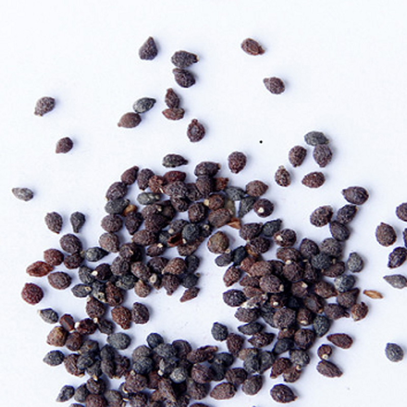 ♨️Summer Hot Products🦋Butterfly Orchid Flower Seed🪴Unique Flower