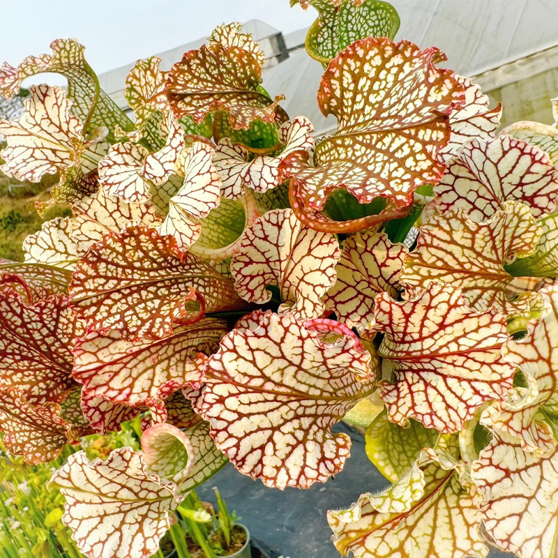 Trumpet Pitchers Seeds