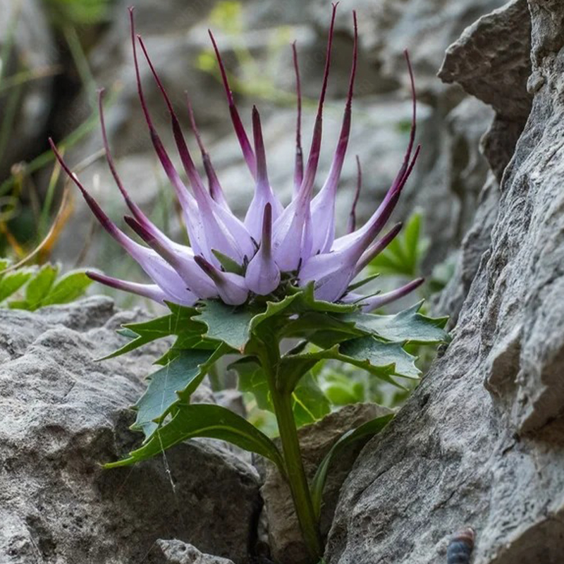 Tufted Horned Rampion Seeds