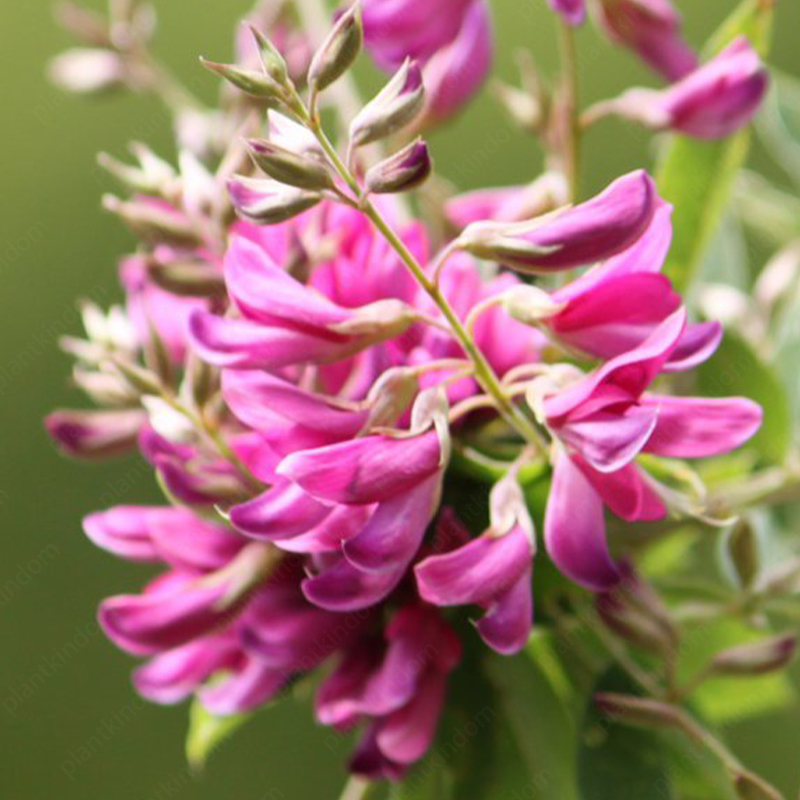 Lespedeza Thunbergii Seeds