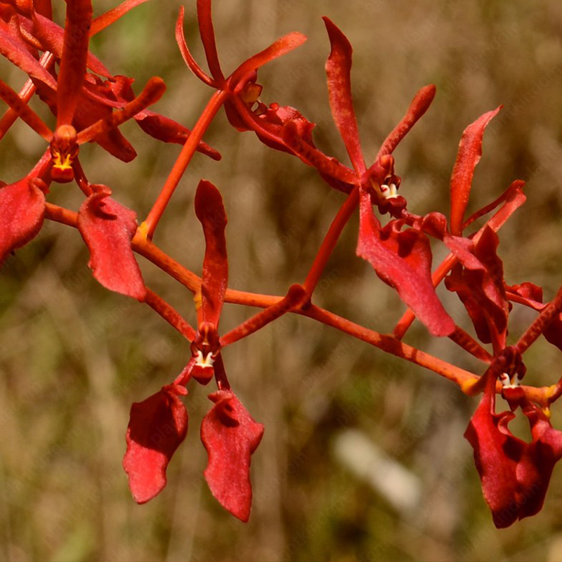 Renanthera Seeds