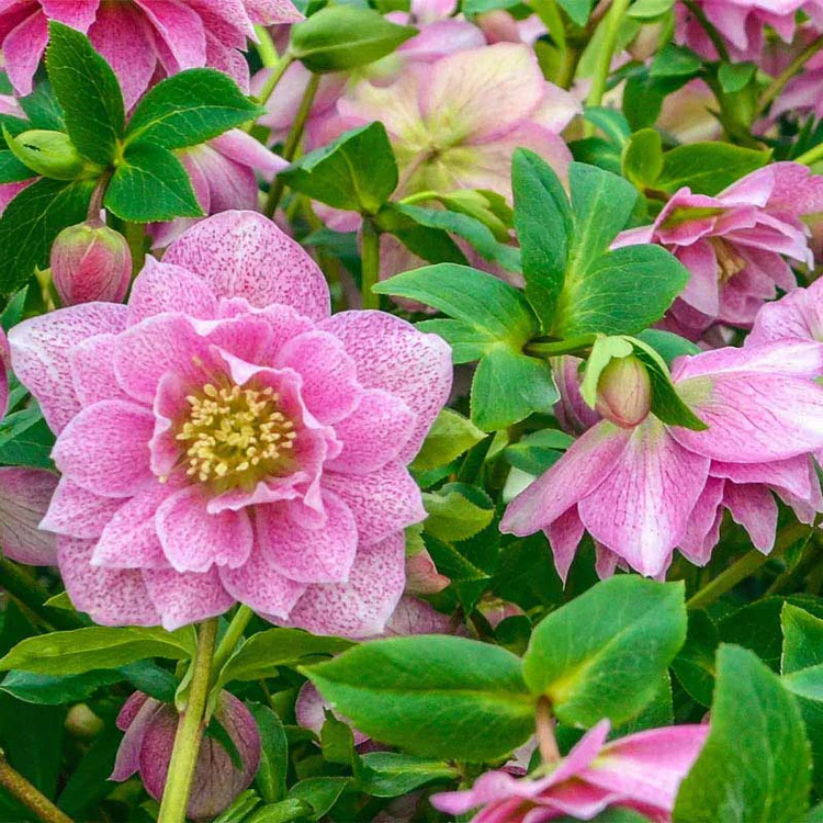 Helleborus