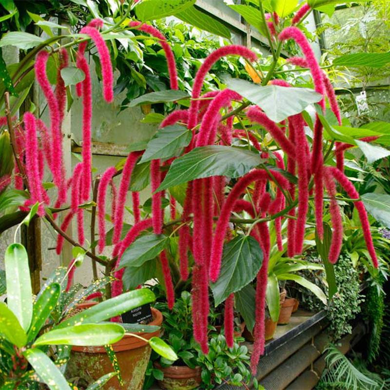 Acalypha Hispida-Summer Love