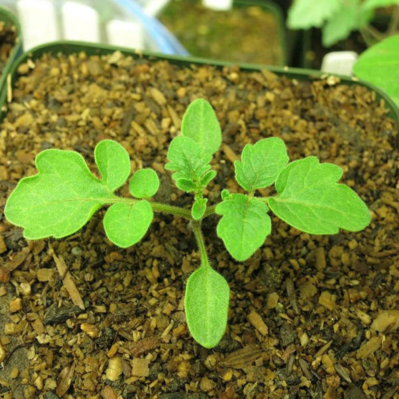 Wild Galapagos Island Tomato(50 seeds)