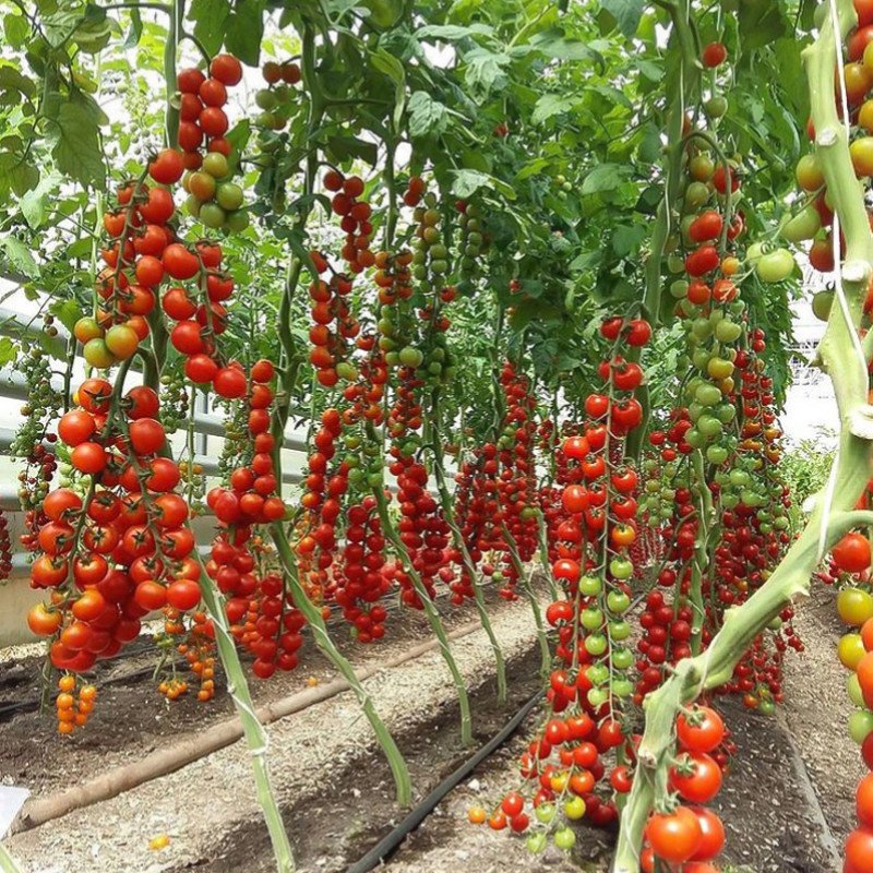 Rare Organic Sweet Million Tomato Tree Seeds