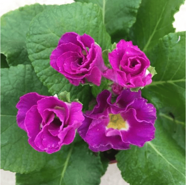 RARE NEW SPRING PRIMULA ROSE SEED，Heirlooms