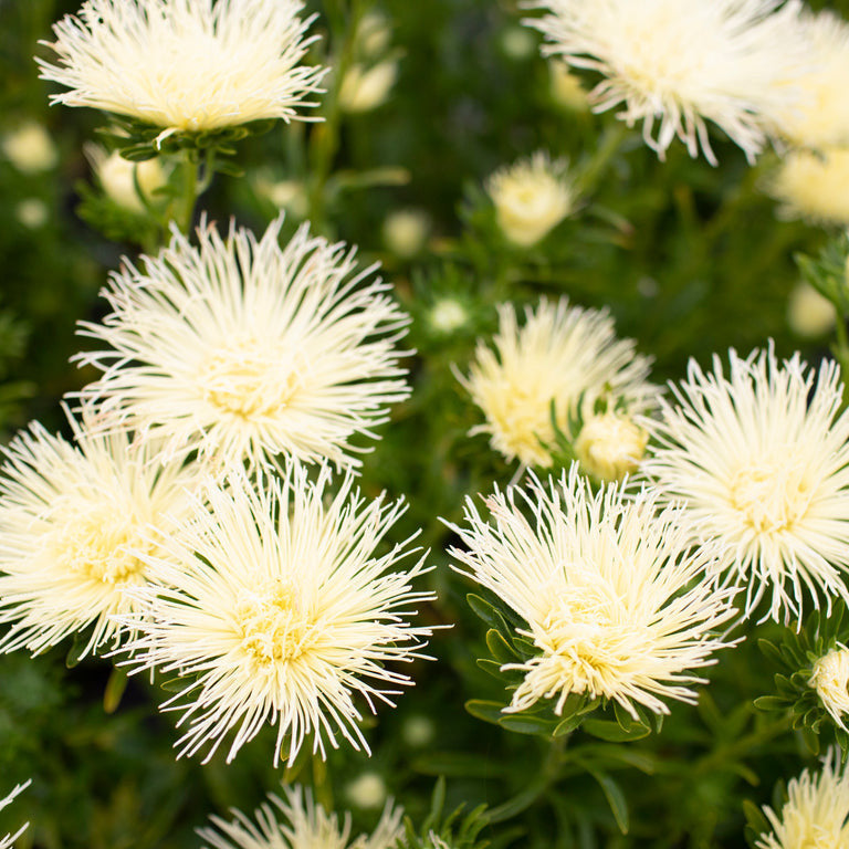 Teddy Chrysanthemum 50 Seeds