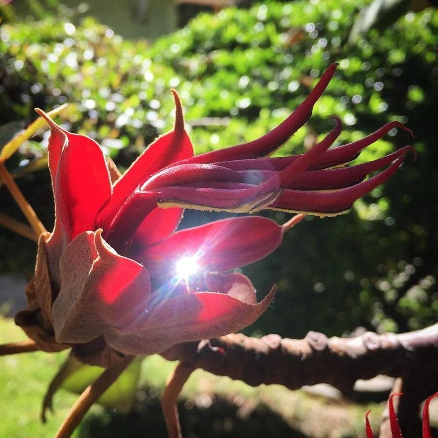 Chiranthodendron pentadactylon Кветка