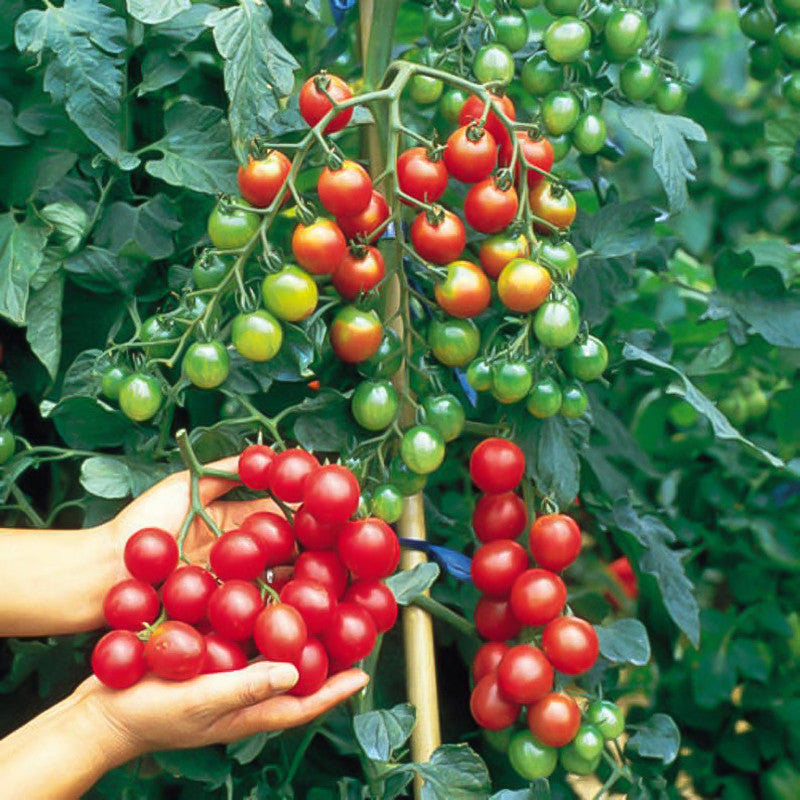 Rare Organic Sweet Million Tomato Tree Seeds