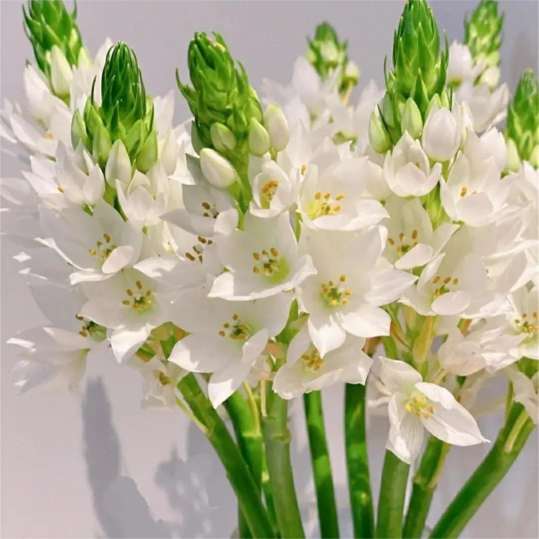 Hot Sale🔥 Sacred Heart Lily Seeds 🌸Selective🌷