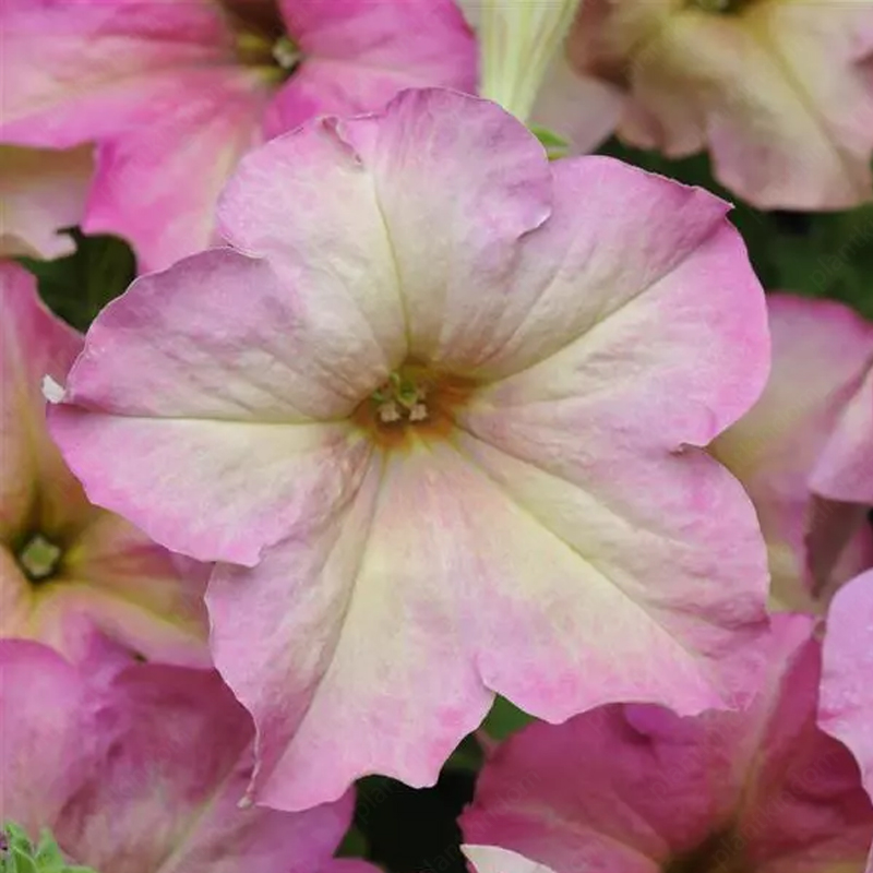 🌈Hot Sale🔥Petunia TriTunia Series Seeds🌼Multi-color