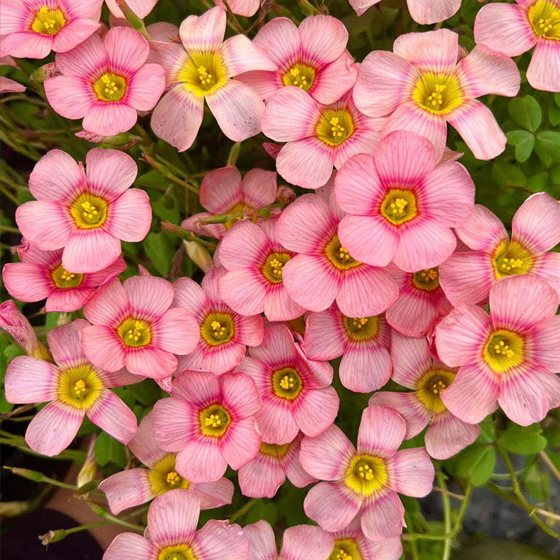 Rare Oxalis Glabra 100 Seeds