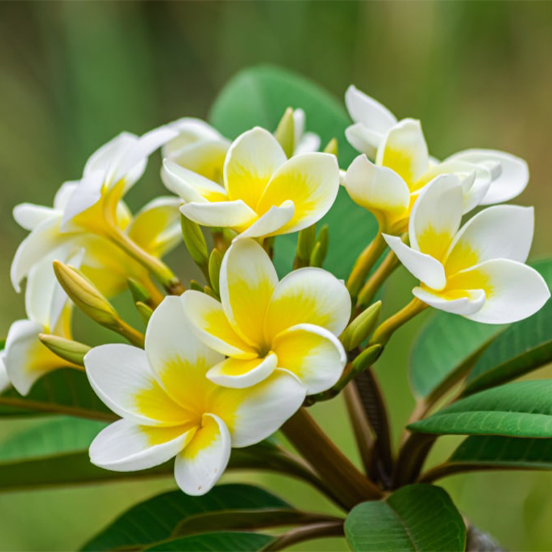 PLUMERIA RUBRA 'SAMOAN FLUFF’ 