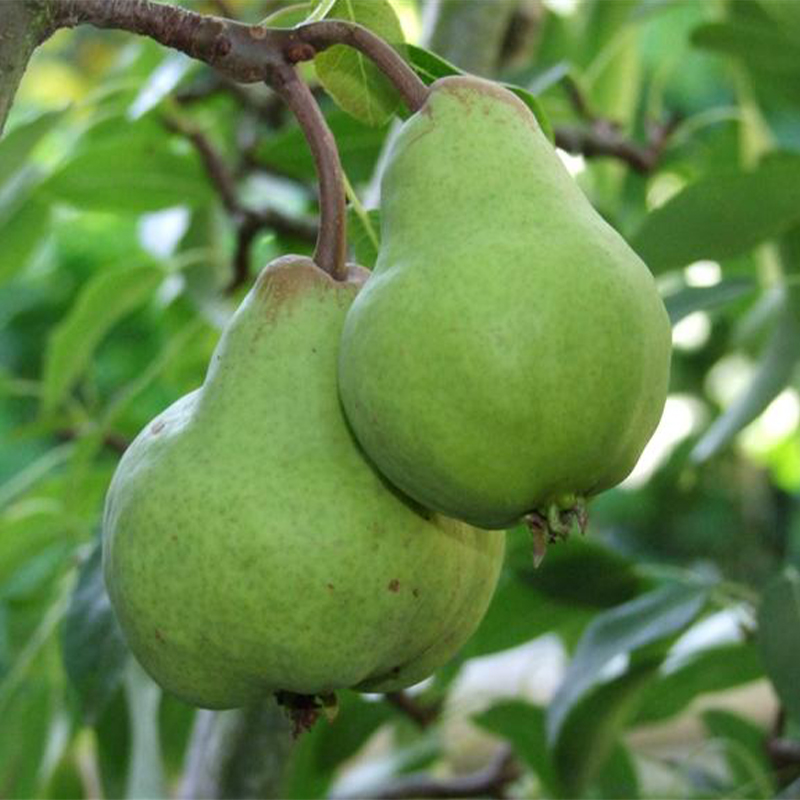 Packham's Triumph Pear Seeds