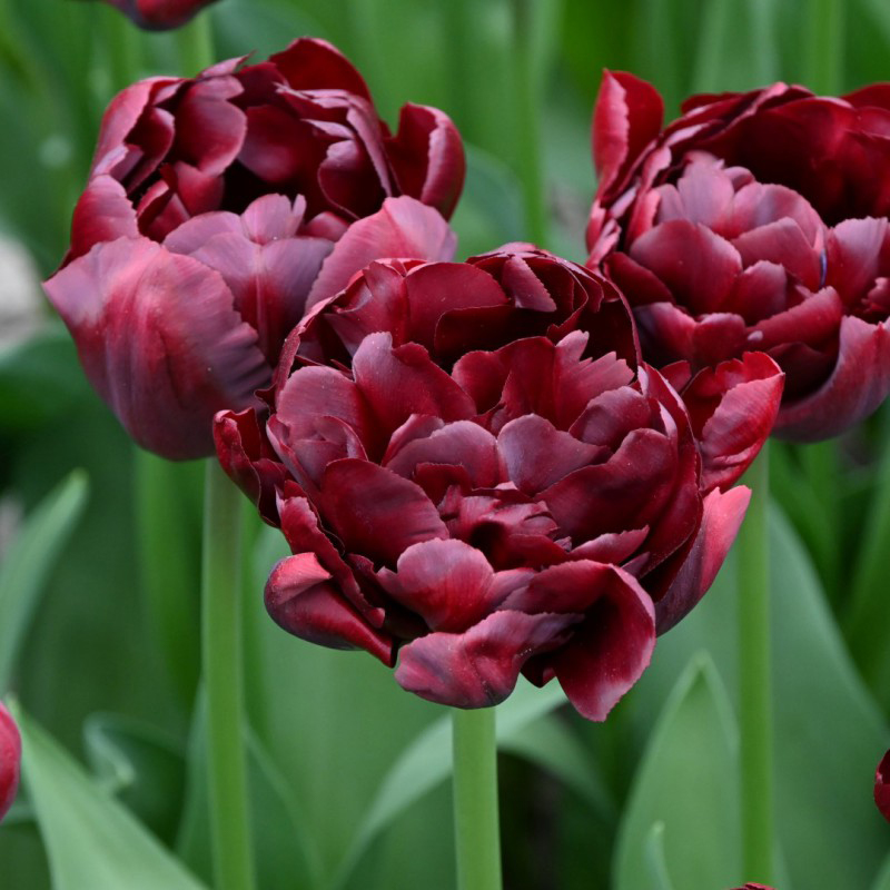 Palmyra Double Tulip