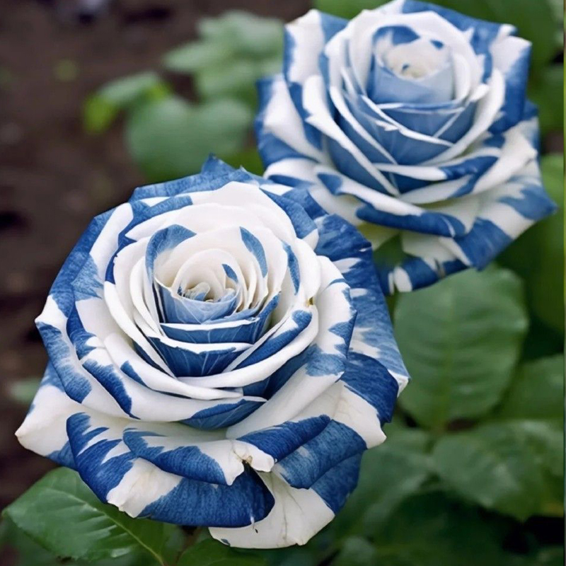 Rare Tricolor Rose 'Watercolor' Seeds