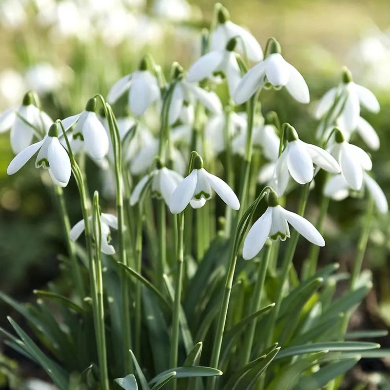 ❄️Snowdrop Flower Seeds