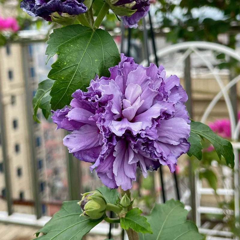 Bulleberry Smoothie Althea