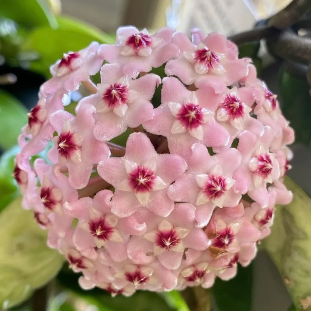 🌼Egrow 20Pcs/Pack Hoya Seeds Potted Seed Hoya Carnosa Flower Seed