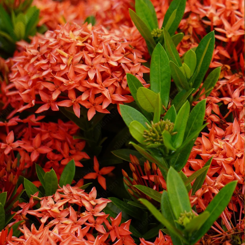 🔥60% OFF🌈Ixora Seeds💮Perfect flowers